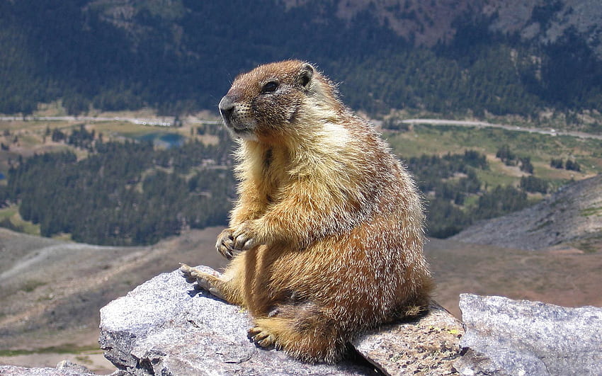 marmota Marmota Alpina, Marmota y Marmota Bobak fondo de pantalla