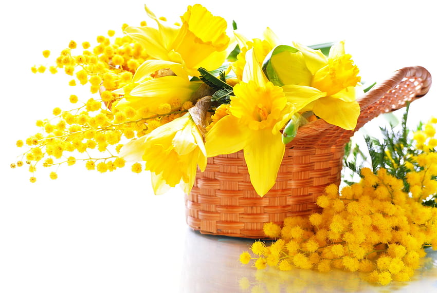 Mimose, Blumen, Gelb : Breit : Hoch HD-Hintergrundbild