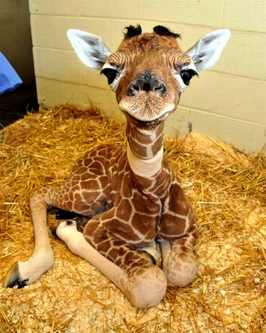 Bebek Zürafa, Sevimli Bebek Zürafa HD telefon duvar kağıdı