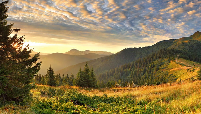 Valley with pines, pines, sun, skies, valley HD wallpaper