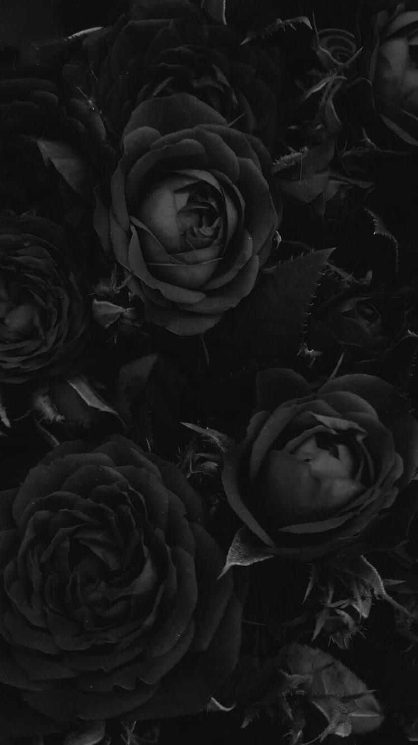 Aesthetic Black Flower, BTS Aesthetic Flower HD phone wallpaper