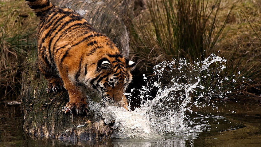 Animals, Water, Spray, Tiger, Hunt, Hunting, Paw HD wallpaper