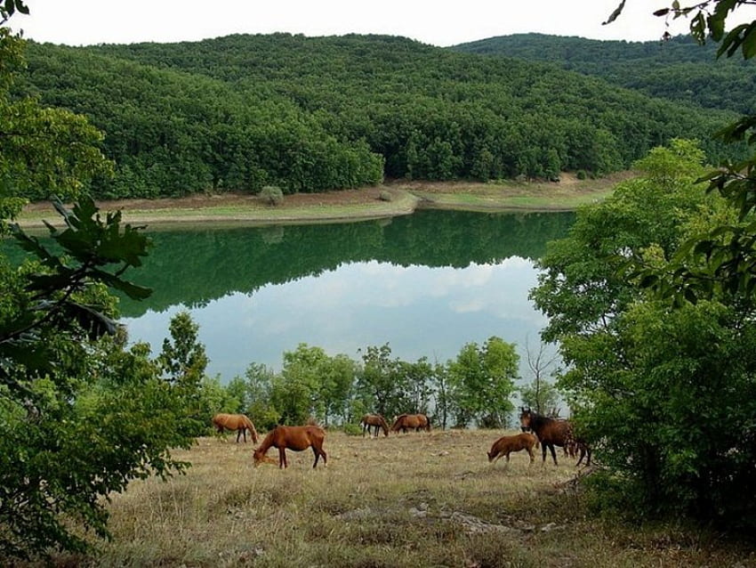 아름다운 호수, 그래픽, 아름다운, 좋은, 말, 목재, 반사, 예쁜, 동물, 댐, 초록, 불가리아, 나무, 자연, , 물, 숲 HD 월페이퍼