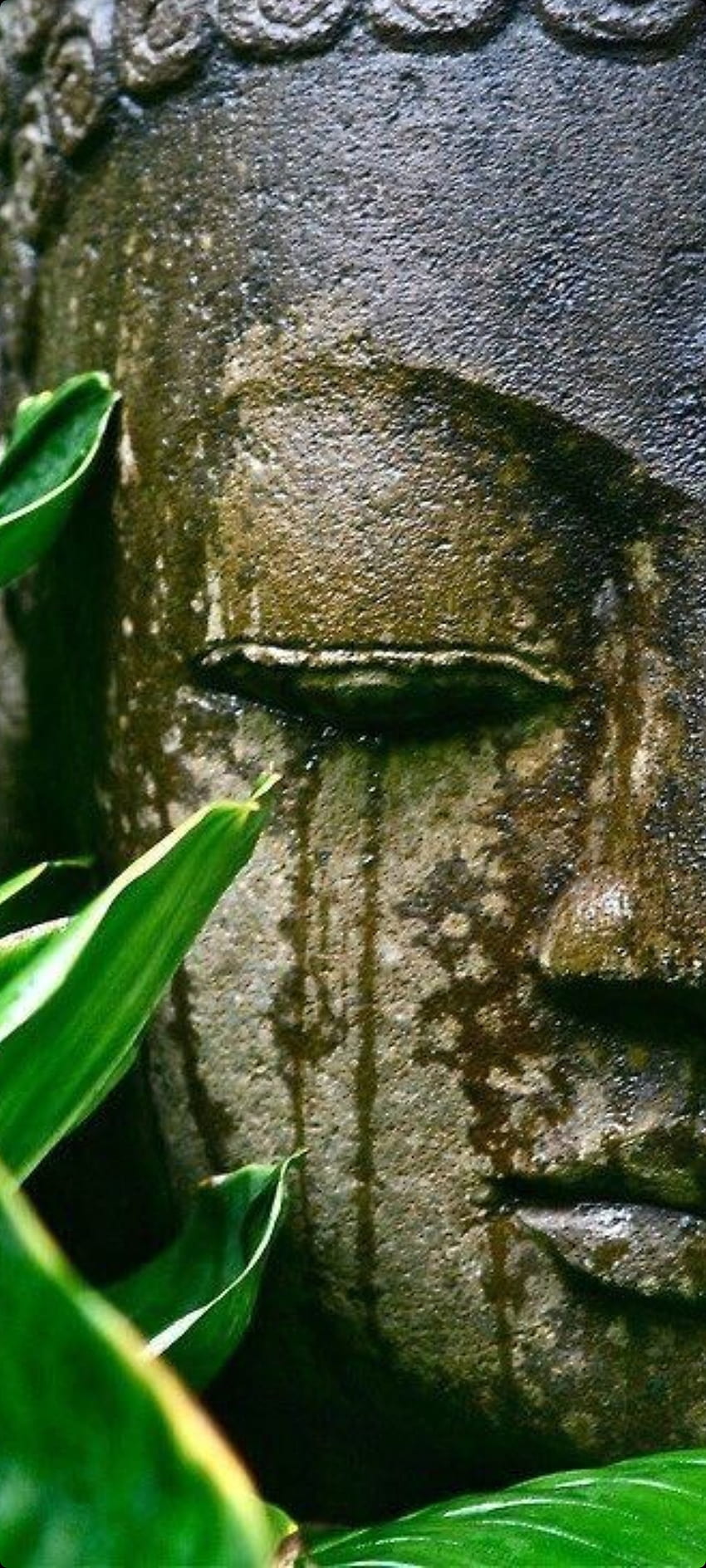 Life, artifact, bamboo, art, zen, buddha HD phone wallpaper