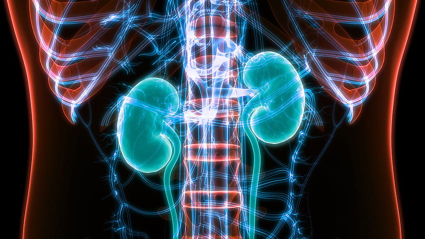Drug Discovery for Remission of Chronic Kidney Disease. The New York Academy of Sciences HD wallpaper