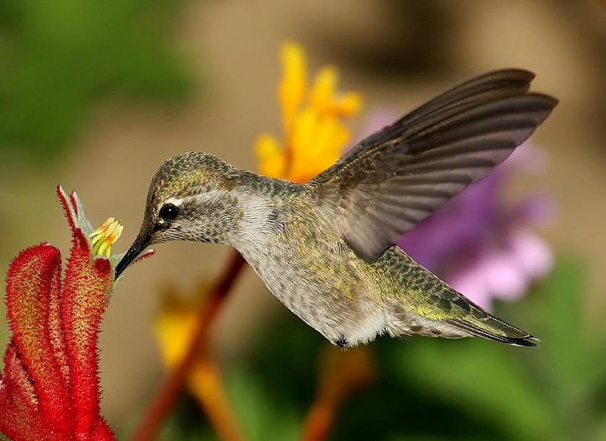 นกบิน สัตว์ บิน ดอกไม้ นก วอลล์เปเปอร์ HD