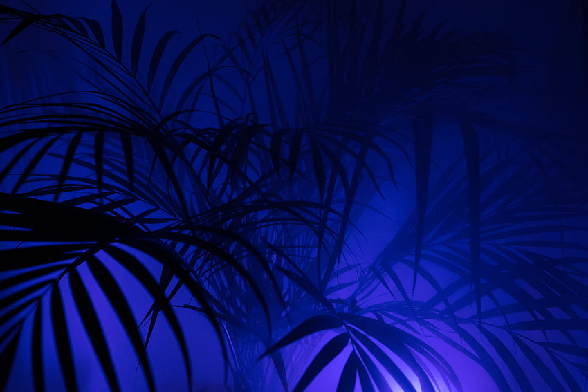 Leaves, Dark, Silhouettes, Palm, Branches HD wallpaper