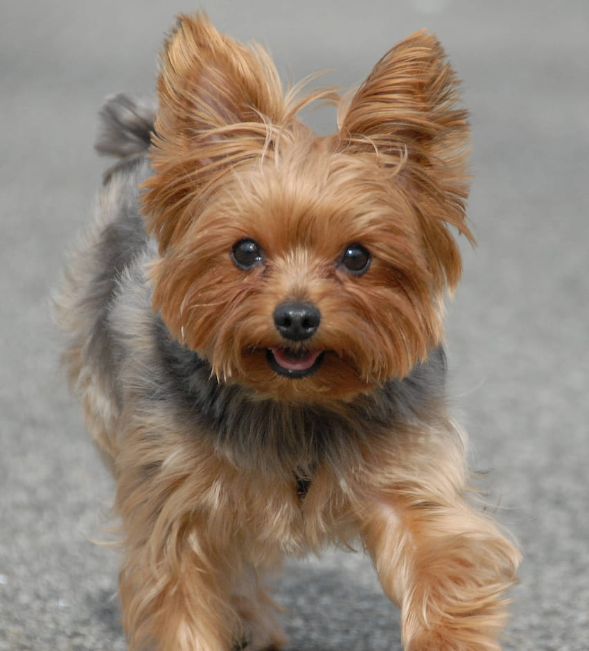 40 Yorkshire Terrier HD Wallpapers and Backgrounds