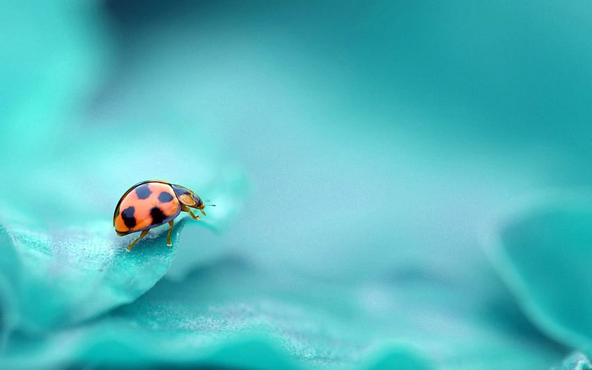 LadyBug Teal, Teal, Insect, Silky, Lady Bug HD wallpaper