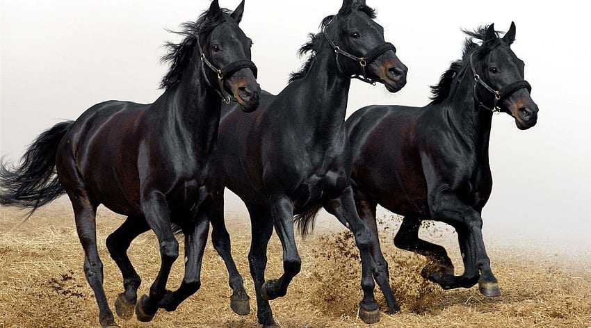 Three Black Horses、その他、馬、娯楽、動物 高画質の壁紙