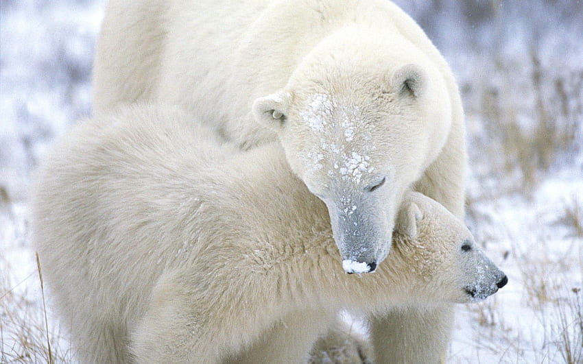สัตว์, หิมะ, หนุ่มสาว, การดูแล, Joey, ขนสัตว์, หมีขั้วโลก วอลล์เปเปอร์ HD