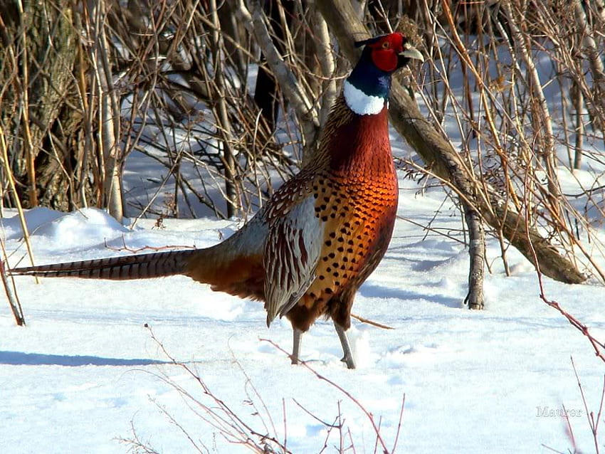 Male Ring Neck Pheasant, pheasant, bird, snow, limbs HD wallpaper