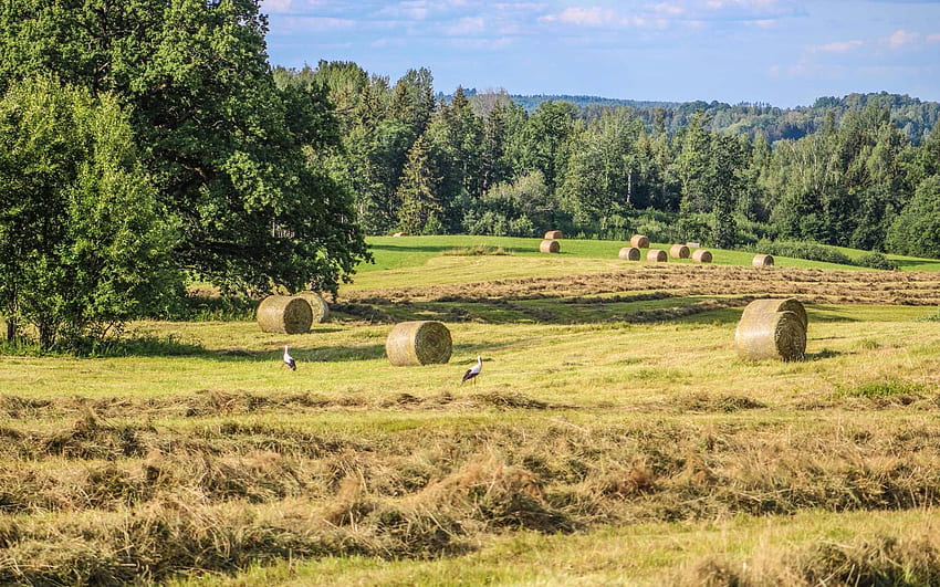 Harvest in Latvia, storks, field, trees, Latvia, harvest HD wallpaper
