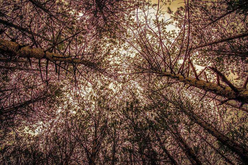 natura, drzewa, niebo, gałęzie, widok z dołu Tapeta HD