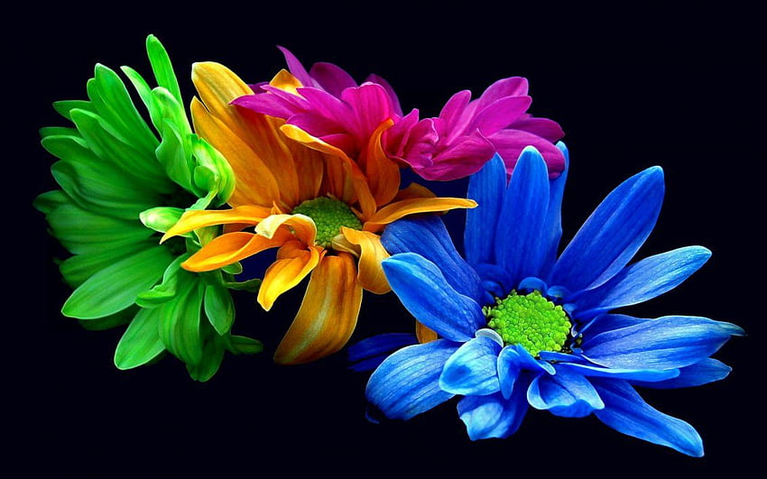 Colored daisies on the black background, Colorful Daisies HD wallpaper