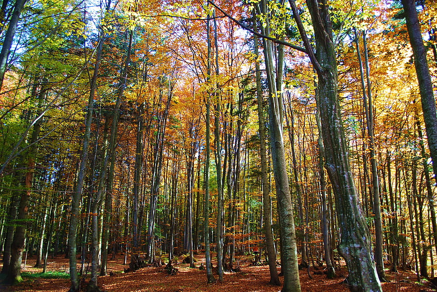Есенна гора, есен, листа, цветове, дърво HD тапет