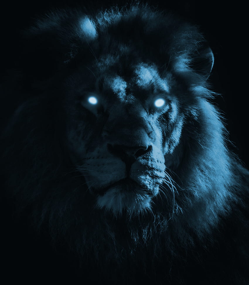 Ojo de león, ojos azules de león fondo de pantalla del teléfono