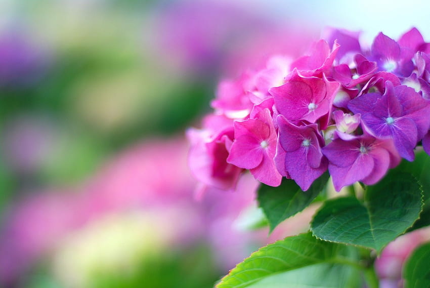 *** Rosa Hortensie ***, Natur, Blumen, Hortensie, Blume HD-Hintergrundbild