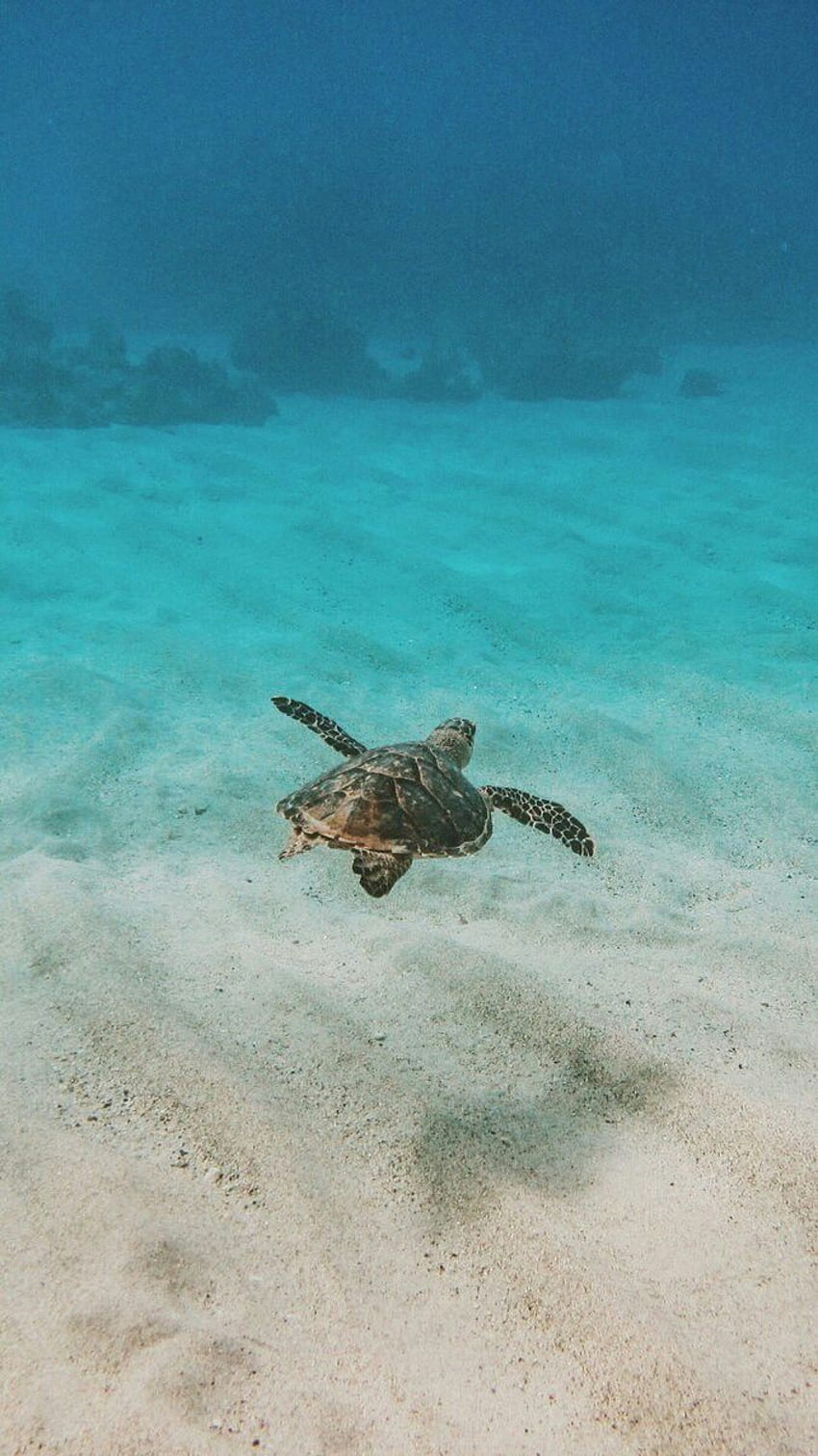 Sea Turtle. Turtle , Sea turtle , Turtle background, Swimming Turtle HD phone wallpaper