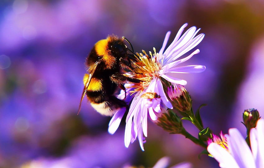 flor, verão, macro, flores, abelha, fundo, lilás, inseto, Astra, zangão, bokeh para, seção макро, abelhas e flores papel de parede HD