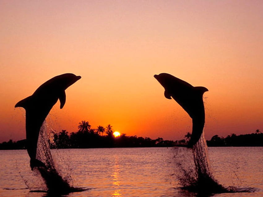 Fun Loving Dolphins, dolphins, beautiful, fun loving HD wallpaper