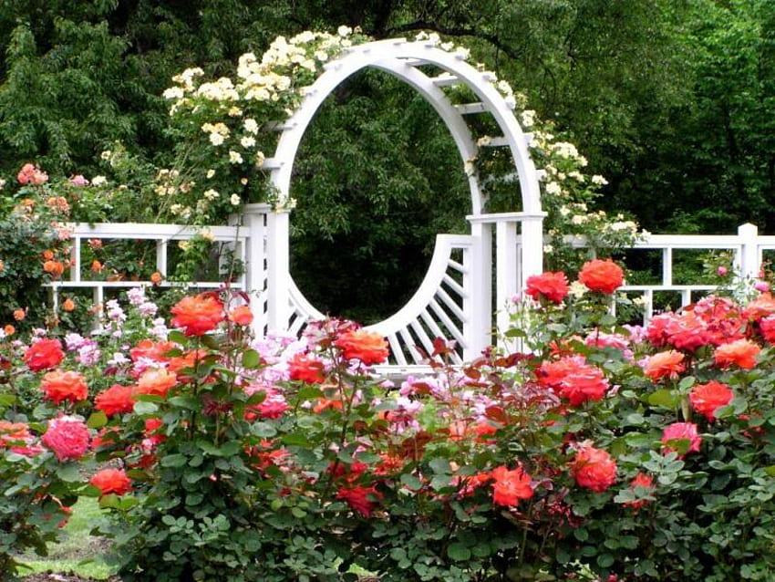 rose garden, rose, garden, nature, flowers HD wallpaper