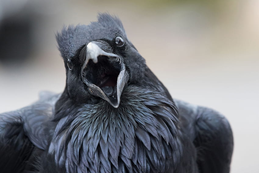 Common raven, Bird, Black, Raven HD wallpaper