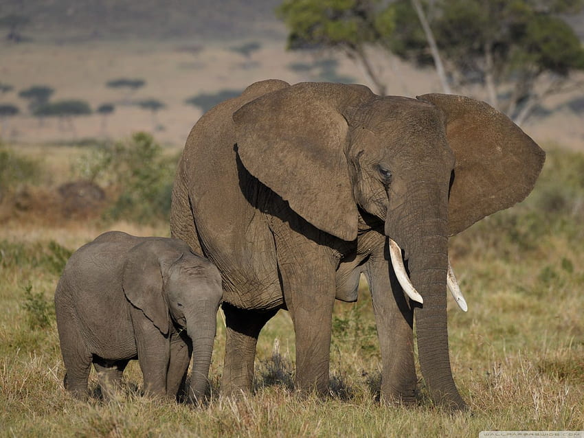 Mother And Baby Elephant Wide. All Gallery, Cute Baby Elephant HD wallpaper