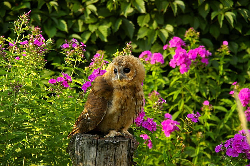 Animals, Flowers, Grass, Owl, Bird, Sit, Predator, Log HD wallpaper