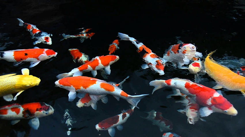 Koi-Teich, Koi-Fische HD-Hintergrundbild