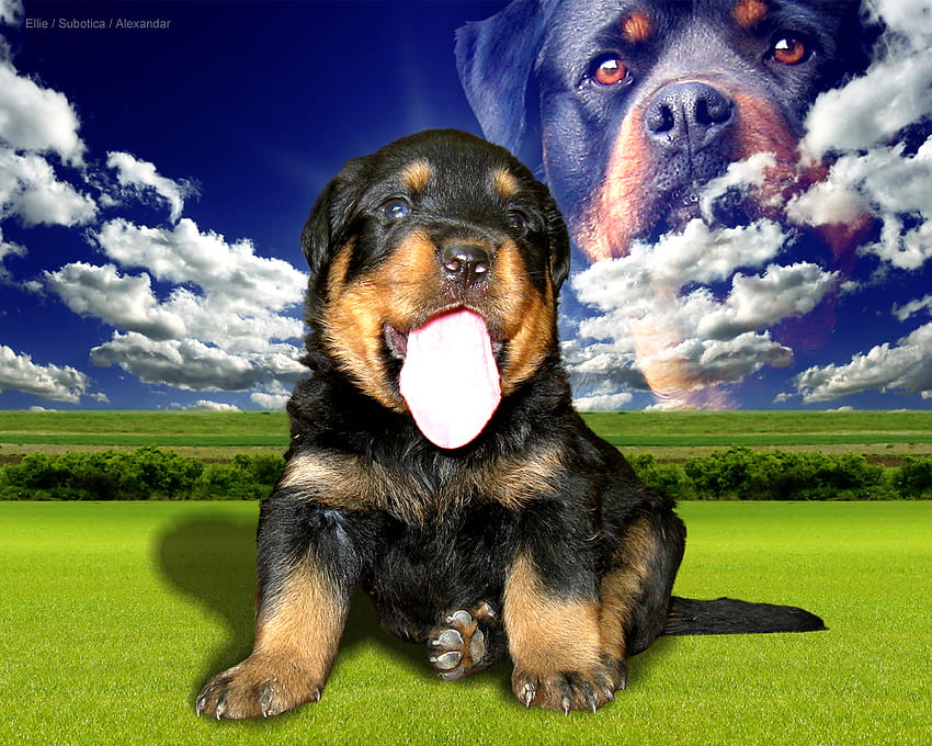 Rottweiler Sky, hewan, awan, anak anjing, padang rumput, langit, rumput, langit biru, rottweiler Wallpaper HD