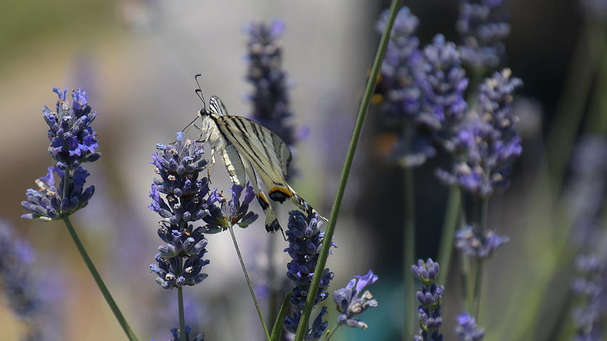 Kupu-kupu di lavender, Lavanda, profumi, Kupu-kupu, perkebunan, Alam Wallpaper HD