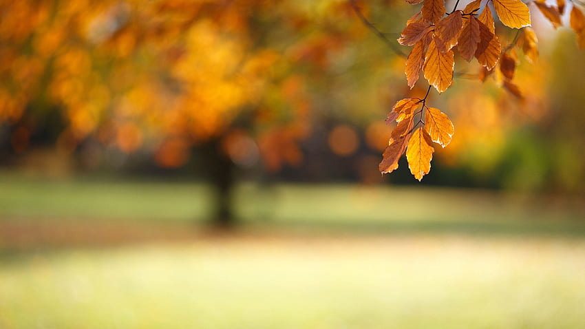 Blurred autumn, DSLR Blur HD wallpaper