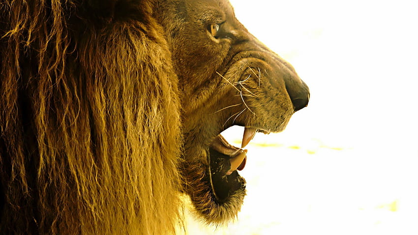 Lion Roar - BRAVES, Lion Roaring HD wallpaper