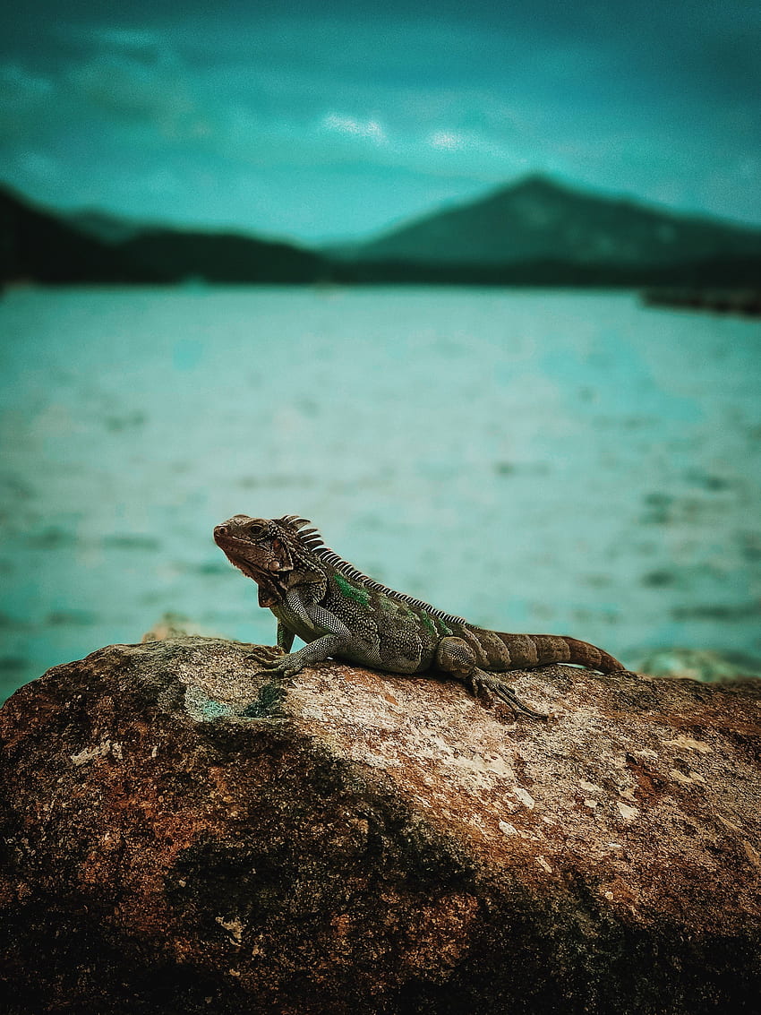 Animales, Roca, Piedra, Reptil, Iguana fondo de pantalla del teléfono