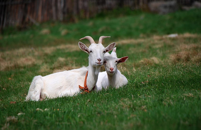 Animals, Grass, Sit, Friends, Horns, Pasture, Goats, Grazing HD wallpaper