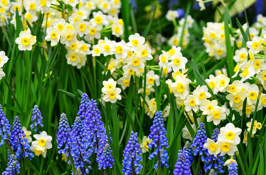 Blumen, Narzissen, Grüns, Blumenbeet, Blumenbeet, Frühling, Muscari, Muskari HD-Hintergrundbild