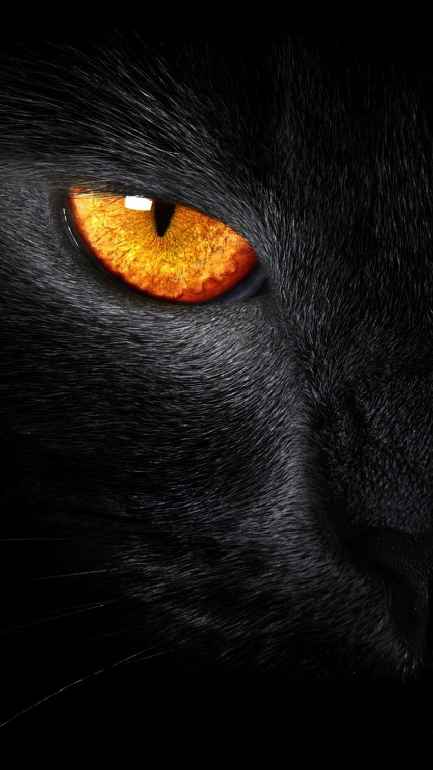 Android Best : Black Cat Evil Eye Android Best HD phone wallpaper
