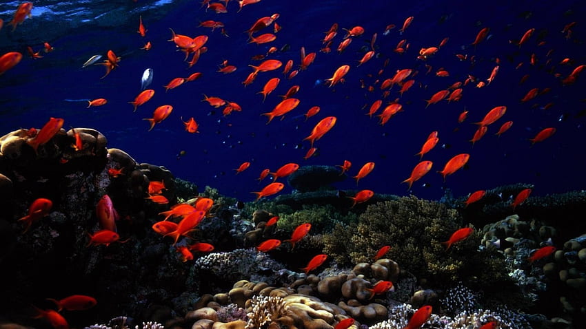 ... Background Ultra . underwater, fish, sea bottom HD wallpaper