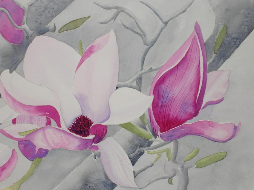 Magnolia berbunga, merah muda, berbunga Wallpaper HD