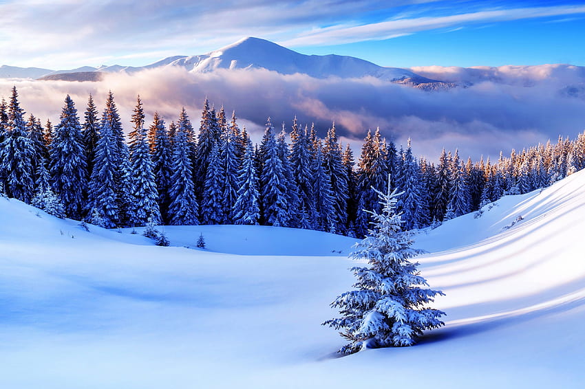 sosny r. Grafika kraju górskiego, krajy, kraj nieba, zimowy las górski Tapeta HD