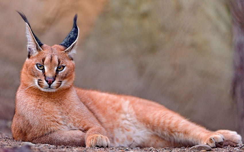 Animals, To Lie Down, Lie, Beautiful, Relaxation, Rest, Caracal HD wallpaper