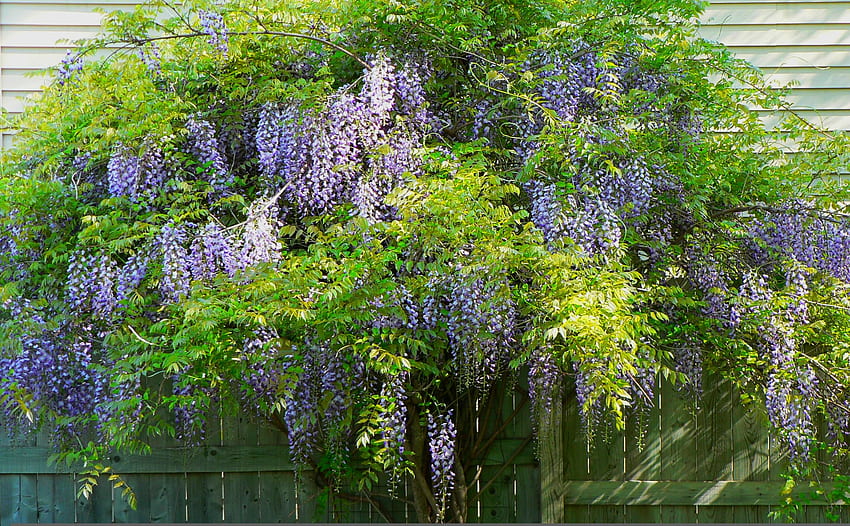 Blue Chinese Wisteria, wisteria, natureza, videira, flor papel de parede HD