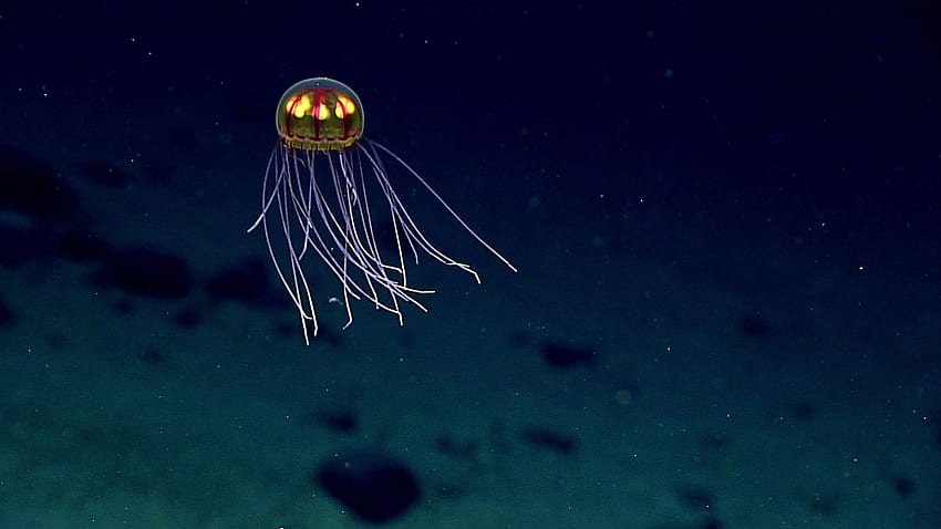 En İyi Mariana Çukuru. derin deniz canlıları, derin deniz, mariana çukuru HD duvar kağıdı