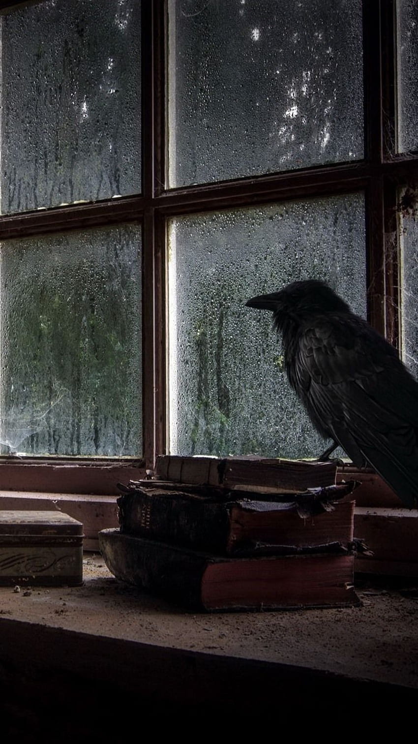 Window, books, bottles, crow, rainy, dirt iPhone 8 HD phone wallpaper