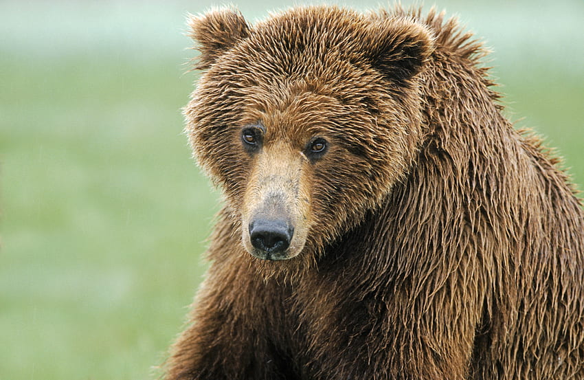 สัตว์ เปียก จมูก ขนสัตว์ หมีสีน้ำตาล วอลล์เปเปอร์ HD