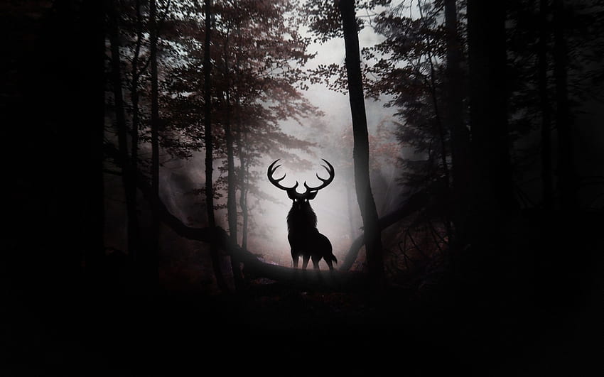 หมาป่าแห่งป่ามืด (2560×1600) เงาของป่า, รอยสักของป่ามืด, ป่ามืด วอลล์เปเปอร์ HD