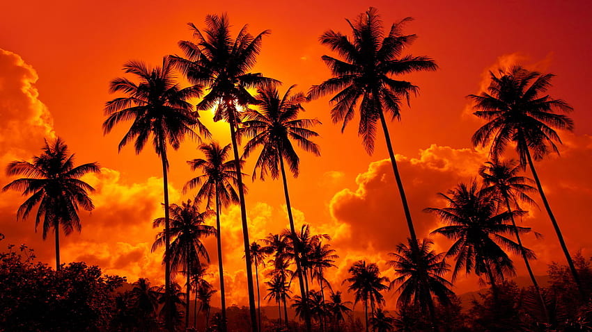 Palm at sunset Red sunset red sky Palms Scarface Sunset HD wallpaper   Pxfuel