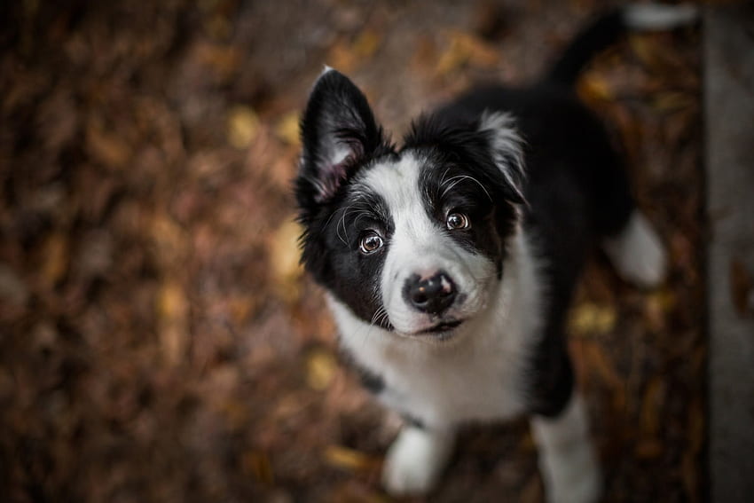 강아지, 동물, 개, 흰색, 검정, 보더 콜리, 귀여운, 재미있는 HD 월페이퍼
