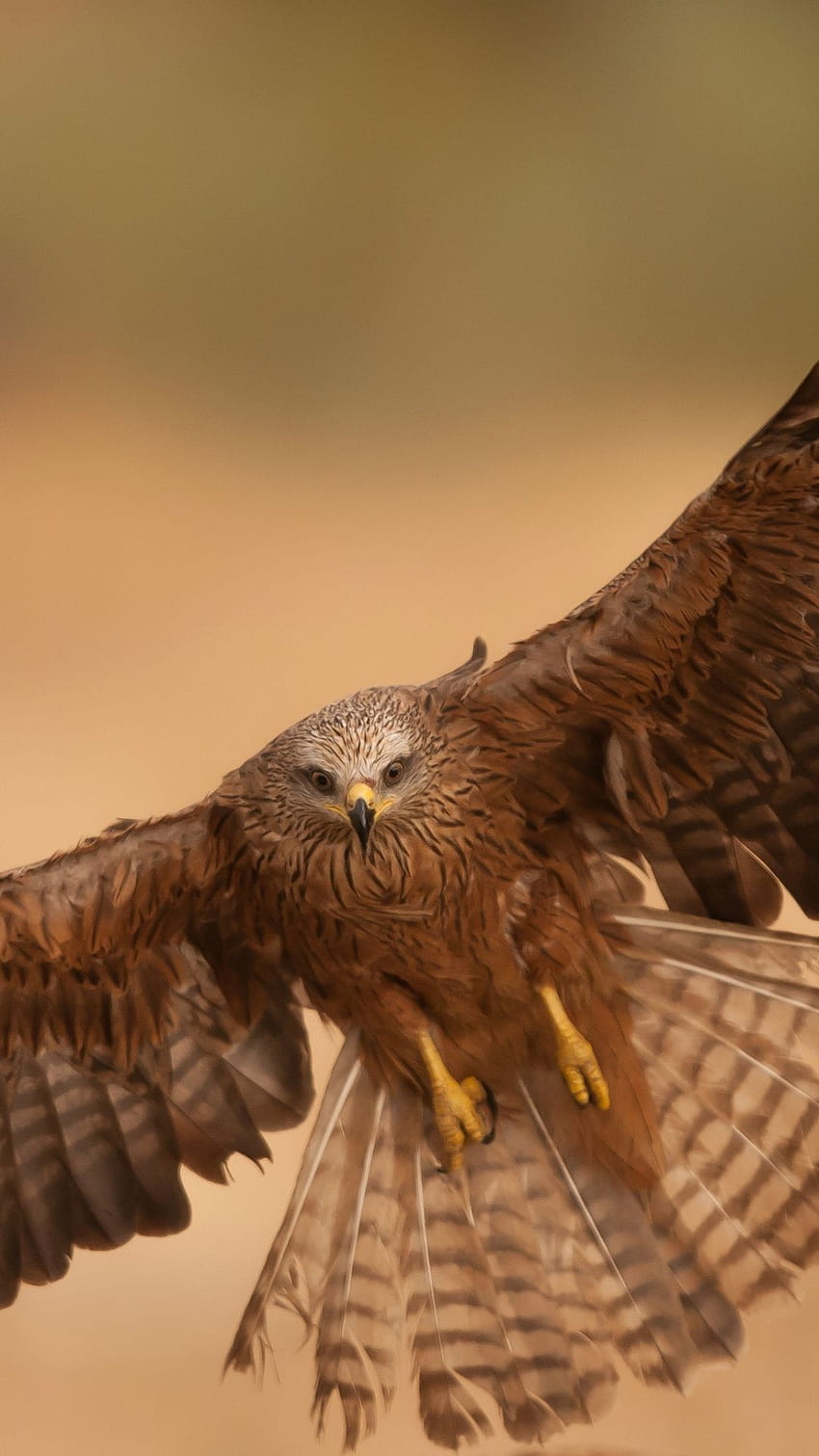 Brown flying eagle HD wallpapers | Pxfuel